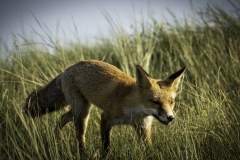 vos-loopt-dichtbij-voorbij-25