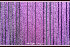 rose-tulpen-velden-drone-2024