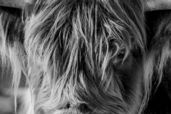 hooglander-voor-print-2021